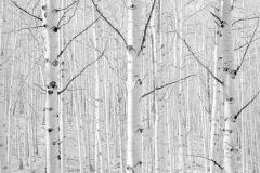 aspen